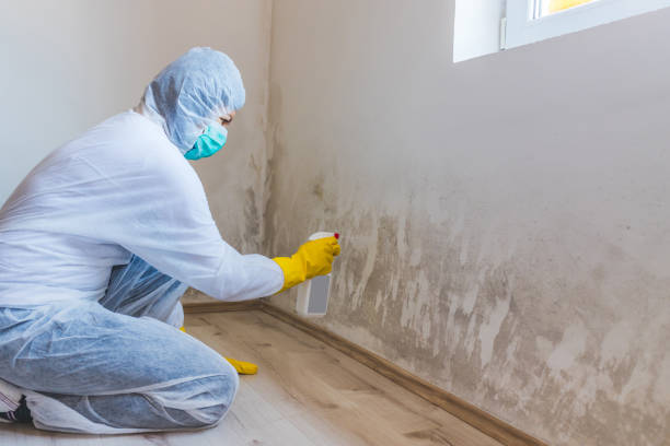 Licensed Basement Mold Remediation service in Halifax, VA - 24 Hour Mold Removal