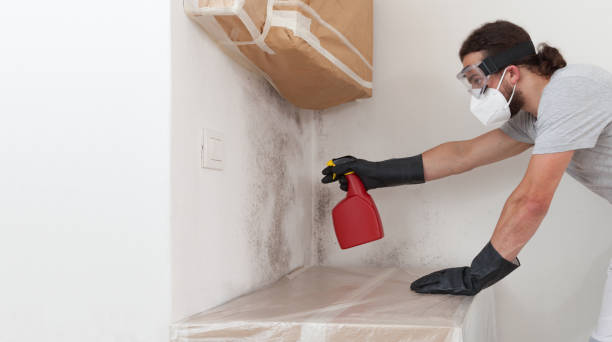 Professional Basement Mold Remediation technician working in Halifax, VA