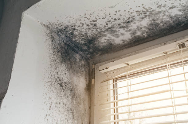 Affordable Basement Mold Remediation solutions in Halifax, VA